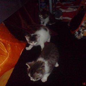 die kleine sind kaum noch zu halten