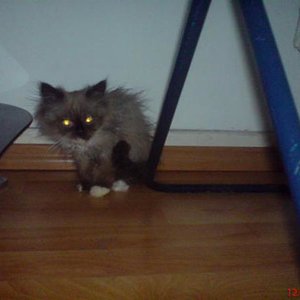 unser Neuzugang Destiny
sie war eigentlich für jemand anderes bestimmt doch das Schicksal ließ sie in unsere Obhut. Gott sei Dank denn sonst wäre sie jetzt nicht mehr. Jetzt ist sie wieder auf gutem Weg ein schönes und hoffentlich langes Leben zu genießen.