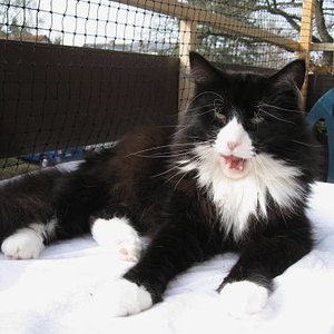 Ich bin der Größte