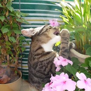 Balkonpflanzen findet sie immer wieder interessant.