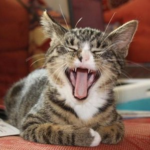 Ist das nicht zum Brüllen?