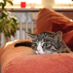 Auf der Lauer - hat meine Katze Tiga voll im Blick....