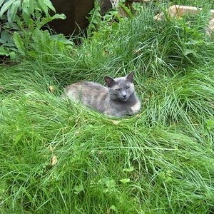 Lillepuppe im Grasbett