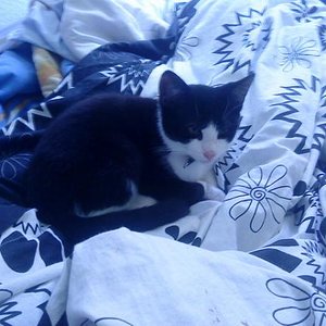 Dies ist nicht die Lilli sondern der Leopold in meinem Bett