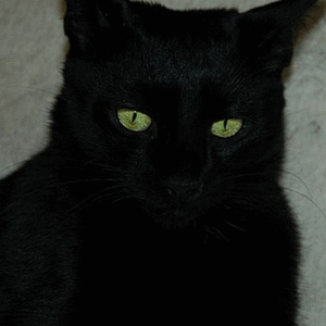 Freetzer:
Starb im Alter von 5.
Leider auch das Auto schuld...