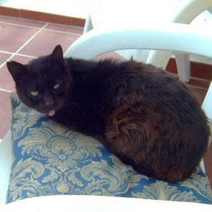 Freddy:
Starb im Alter von 26!
Er war mein erster Kater und schlief friedlich in seinem Körbchen ein.