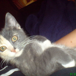 Dussel:
Starb leider schon im alter von 11 Monaten, er hat sein erstes Jahr nicht erreicht *wein*
Wurde von einem Auto überfahren...