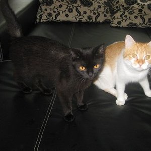 Liz und Mau:
Liz (schwarz) starb im Alter von 7 Jahren, sie litt unter einem Herzleiden, dass leider nicht behoben werden konnte.
Mau (rot) starb im Alter von 9 Jahren, er hatte einen inoperablen Tumor.