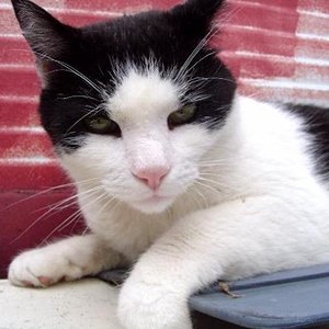 Lucky: 
Starb im Alter von 12 Jahren, ein Nachbarshund war schuld...