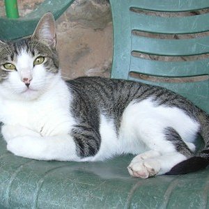 Mietz:
Starb im Alter von 4 Jahren...
Leider weiß ich nicht genau was mit ihr passierte, sie verschwand eines Tages und lag eines morgens, tot, auf unserer Terasse....