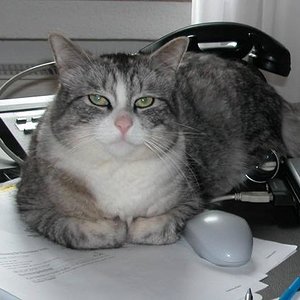 Moppel:
Starb im Alter von 15 Jahren, friedlich in seinem Korb ein.