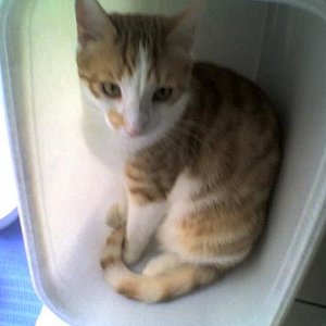 Jaimie im Wäschekorb, er liebt den Platz ^^