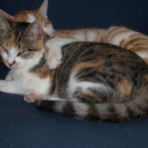 Wenn das nicht mal Geschwisterliebe ist :D
Kiba und Jaimie