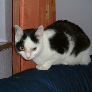 Gizmo noch ganz klein