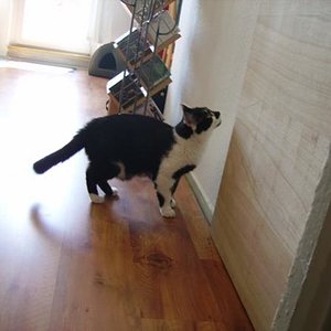 Rabauke: was riecht da so lecker hinter dieser Tür ??