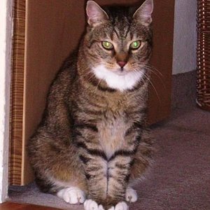 Fratz: Darf ich jetzt wirklich hierbleiben?