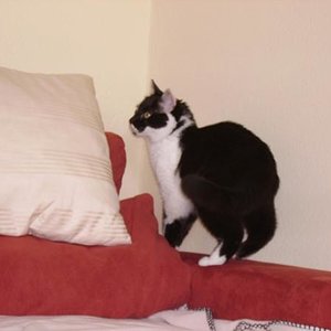 Rabauke: Ob man sich hinter dem Kissen verstecken kann ?