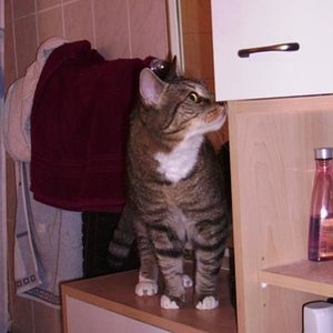 Fratz: Ob es hier vielleicht ein Leckerli gibt ?