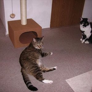 Fratz und Rabauke: Irgendwie ist es toll aber auch noch irgendwie so ungewohnt. Wie wird das hier wohl werden......