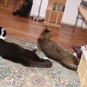 Fratz und Rabauke: Haahh, die Dosine macht uns doch nicht etwa was zu mampfen? Auf jeden Fall entgeht uns das Knistern nicht.....