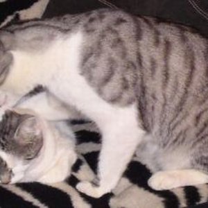 Timmy putzt Souris damit sie nicht mehr nach TA riecht