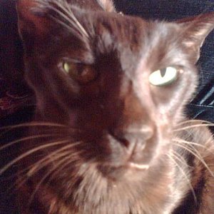 Baggi Kater braun kann nicht fauchen aber schreien und ist ein Alleinunterhalter morgens früh um 5 Uhr