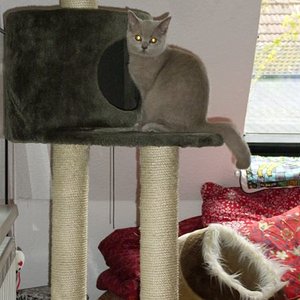 Emira auf dem Kratzbaum