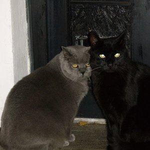 Meine beiden Kater Clarky und Kiriku