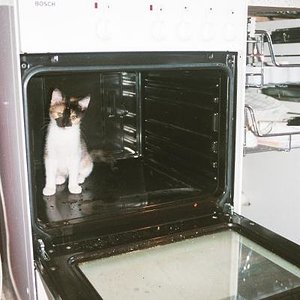 Wollen Katze liebel loh?