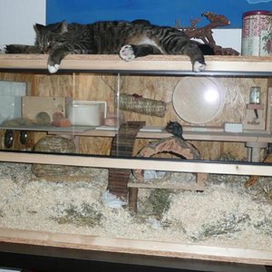 Eule auf dem Katzenkino - Programm Mäuse