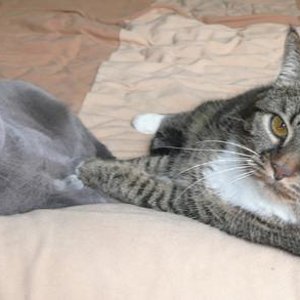 Mia & Eule friedlich vereint