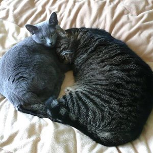 Mia & Eule friedlich vereint & sehr schläfrich