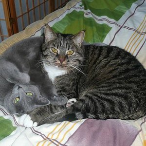 Mia & Eule friedlich vereint auf unserem Bett