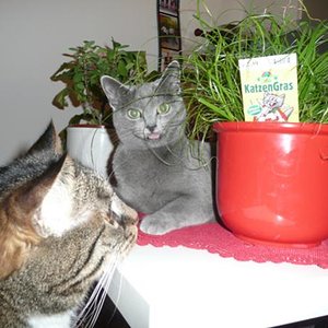 Katzengras schmeckt allen