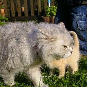 Mama Smilla - etwas zerzaust