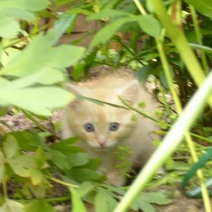 Herr Kunze - König der Wildnis