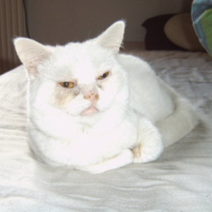 Blöder Schnupfen, aber hoffentlich ist er bald vorbei!!!!!