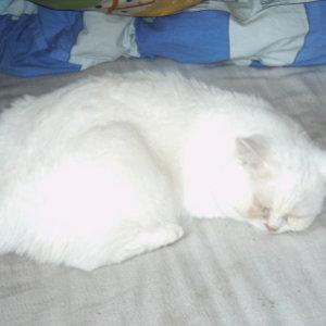 Lieblingsbeschäftigung: ZZzzZZZ