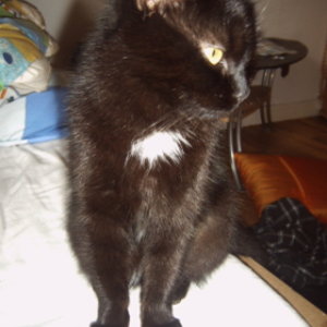 Nein das ist keine Kitte mehr^^ Beide sind um 1 Jahr rum. Aber manchmal wenn sie will dann sieht sie noch sehr Babyhaft aus...