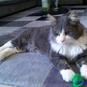 Findus passt sogar farblich zu unserer Wohnung