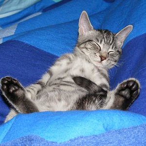 Gräte unser Sonnenschein ...nun müssen wir uns leider langsam von dir verabschieden da dich die grausame Krankheit FIP erwischt hat...du wirst immer in unseren Herzen bleiben !!!