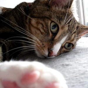 ach, schon wieder ein foto?...