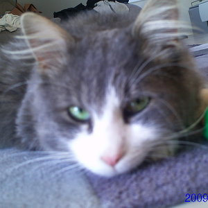 Findus der Verführer *blinzel*