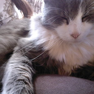 Findus chillt und genießt