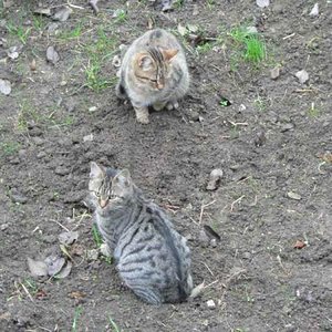 Fix und Foxi
Hey kommt da etwa jemand?
 die 2 beim durchwühlen eines Maulwurfs- Haufen-

Unzertrennlich die 2 süssen. Kratzbürsten!!!