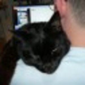 Bruno unser Sorgenkind!und Schmuse Bär.sooooooo lieb.
auch ein Findling!! 
 Er ist uns zugelaufen! 
chronischer Katzenschnupfen! gehörlos!  1 Auge mit dem Katzenschnupfenvirus inviziert . ( fast blind) kann man leider nicht OP. Zähne hm.... 3 wurden schon gezogen.
braucht alle 2-3 mon. Spritze mit  Antibiotika-Cortison
Reine Stubenkatze kann nicht rauss wegen Gehörlosigkeit.
Höchstens in Garten!
Ach ja ich mag nur frisches Rindfleisch aber in klitze- kleinen Stücken Bitte!  (gibt leider noch kein Gebiss für Katzen)und auf Herrchens Schulter schlafen! Am liebsten den Rambo ärgern.
Heute noch 2 Zähne gezogen. Der arme Bruno tut mir so Leid.