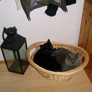 Hat IRGENDWER mal IRGENWANN behauptet, WIR würden uns nicht vertragen und verstehen???