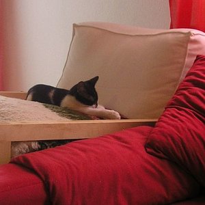 ....die Lammwolldecke hats ihr angetan