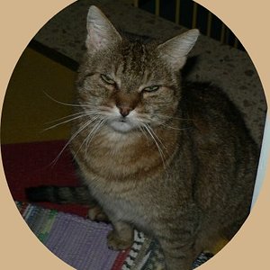 Unser ältester 17 Jahre.. RAMBO
  und kein bisschen Weiße.. :-)
OK Ok zum Treppenlaufen lassen wir uns Zeit....
Wurde vor 17 Jahren mit sammt seinen 3Geschwistern vom  13. stockwerk  aus dem Fenster geworfen.Gott sei Dank haben alle überlebt. Die 2 anderen Kittis sind  auch bei sehr guten Fam. untergekommen. Aber leider lebt von den 3 nur noch unser Rambo.
Alle sehr traurig
Rambo musste am 12.12.09 eingeschläfert werden er hatte Darmkrebs!