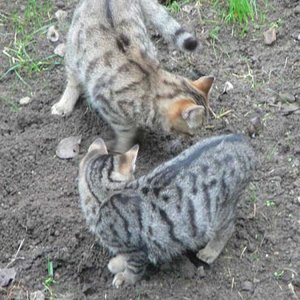 Fix und Foxi ca 4-5 Monate 
  2  süsse Katerle wurden von ihrer Mutter als sie ca 2monate alt waren in meinen Garten gebracht. Tja sie fühlten sich wohl bei mir. Jeden Tag Futter und noch ein Schlafplatz ! was will ich mehr ?Nun werde ich sie wohl behalten.Habe mich zu sehr an diese 2 gewöhnt . Leider kann ich sie nicht in die Wohnung nehmen da meine 2 anderen Stubentiger das garnicht gut finden. Werde ihnen aber für den Winter ein herrliches Plätzchen in meinem warmen Keller machen.
 Im mom schlafen sie unter der Terrasse in einem warmen Korb.
 Sie sind noch nicht gezähmt.. mhh wird wohl noch einen Weile dauern . Aber zumindest sind sie jetzt  kastriert und geimpft..Puh war ne menge Arbeit die 2 in den Katzentransportkasten zu bringen.ABER:: mit Futter lockt man auch Mäuse!!
Auch jeden Fall ist es eine Freude die 2 morgends am Balkon zu sehen wenn sie auf ihr Futter warten!
Gibt mit Sicherheit auch--- NOCH ----2 Knuddeltiger!!!:-)
Ja der Fix ist schon ein Knuddeltiger geworden! mittlerweile fast2 jahre alt! sehr schöne Tiger geworden. ich liebe sie!
Fix traut sich auch schon in die Wohnung aber mit Vorsicht! Foxi dagegen ist sehr scheu! er lässt sich angreifen aber immer auf Distanz! Na ja hauptsache sie sind gesund und munter! machen viel Freude!
Die Mutter lebt auch bei mir im Garten und im Keller.Hatte ich auch mit der Katzenfalle eingefangen und kastrieren lassen. Allerdings hat sie leider kein Bezug zu mir auch lässt sie sich weder angreifen noch streicheln. Spielt aber jeden Tag mit ihren Söhnen!